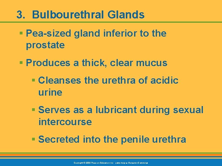 3. Bulbourethral Glands § Pea-sized gland inferior to the prostate § Produces a thick,
