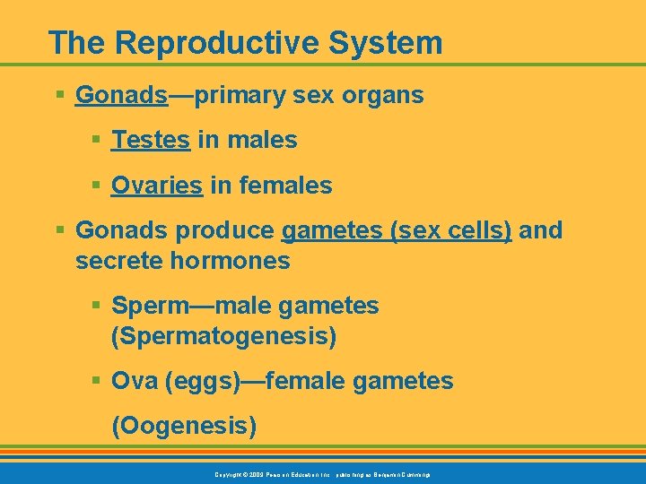 The Reproductive System § Gonads—primary sex organs § Testes in males § Ovaries in