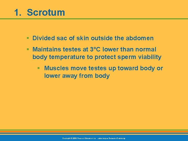 1. Scrotum § Divided sac of skin outside the abdomen § Maintains testes at