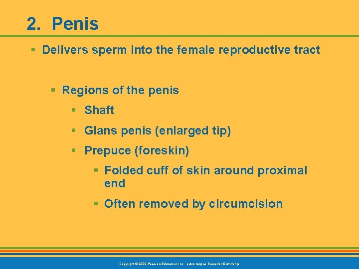 2. Penis § Delivers sperm into the female reproductive tract § Regions of the