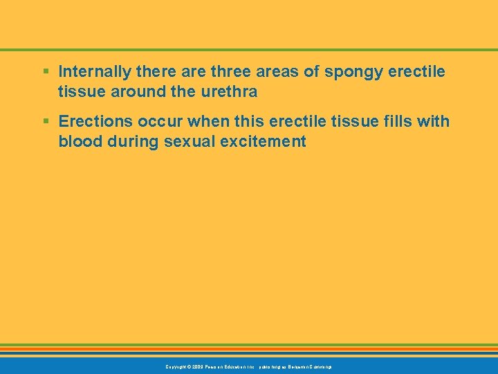 § Internally there are three areas of spongy erectile tissue around the urethra §