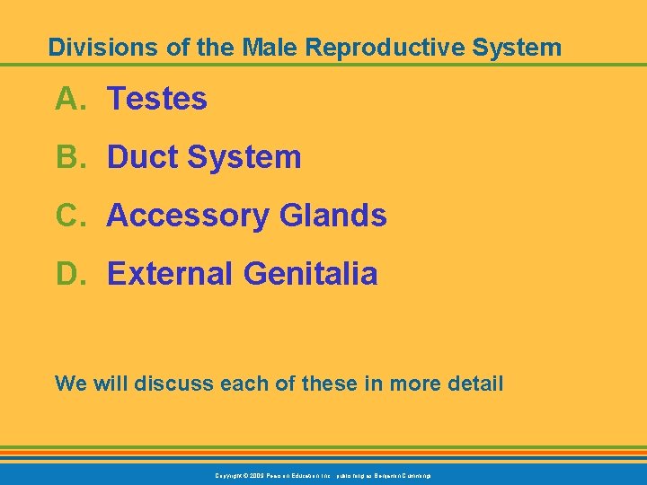 Divisions of the Male Reproductive System A. Testes B. Duct System C. Accessory Glands