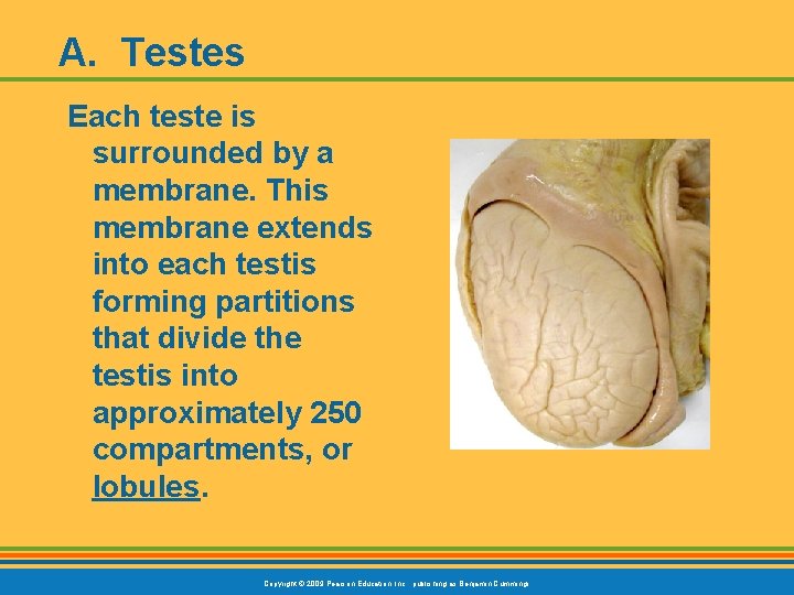A. Testes Each teste is surrounded by a membrane. This membrane extends into each