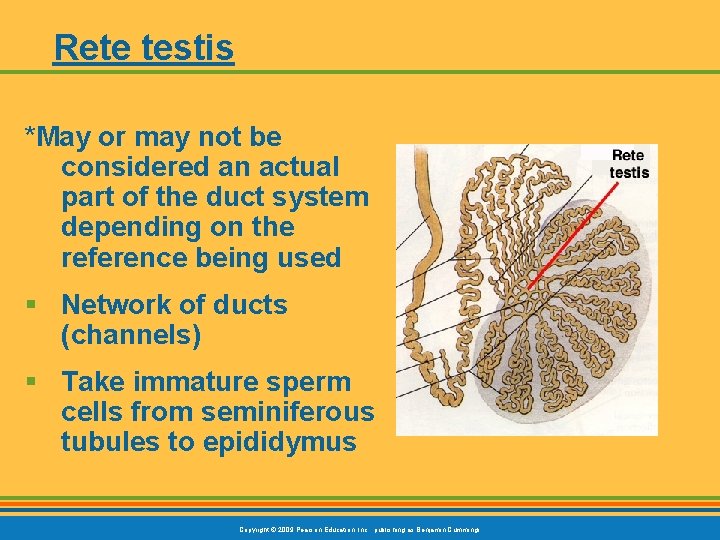 Rete testis *May or may not be considered an actual part of the duct
