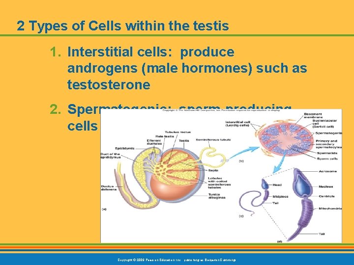 2 Types of Cells within the testis 1. Interstitial cells: produce androgens (male hormones)
