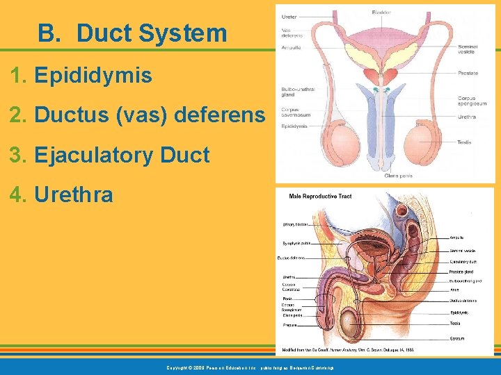 B. Duct System 1. Epididymis 2. Ductus (vas) deferens 3. Ejaculatory Duct 4. Urethra