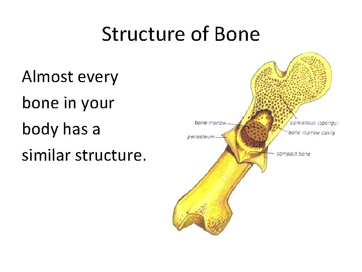 Structure of Bone Almost every bone in your body has a similar structure. Structure of Bone Almost every bone in your body has a similar structure.
