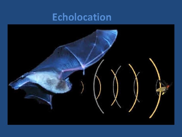 Echolocation 