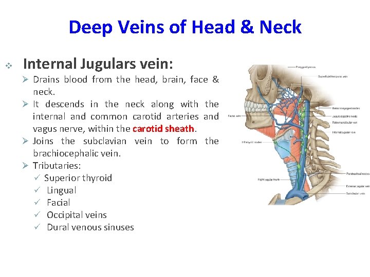 Deep Veins of Head & Neck v Internal Jugulars vein: Ø Drains blood from