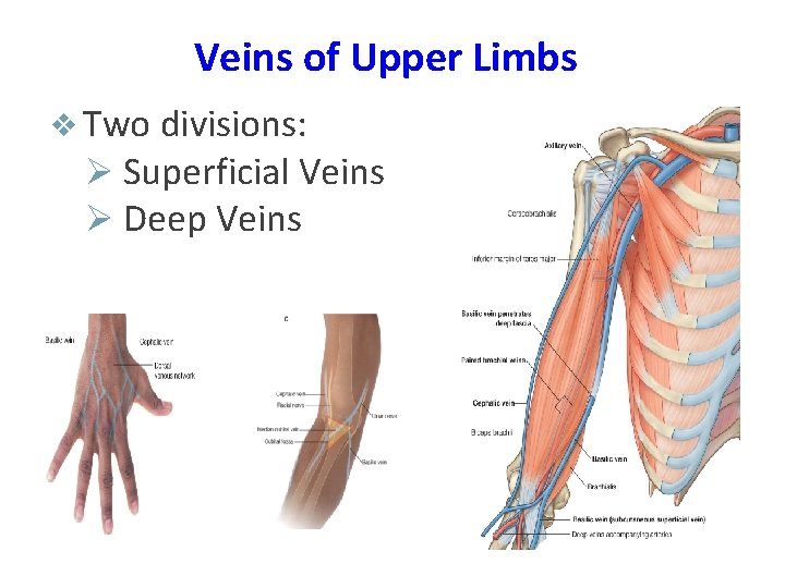 Veins of Upper Limbs v Two divisions: Ø Superficial Veins Ø Deep Veins 