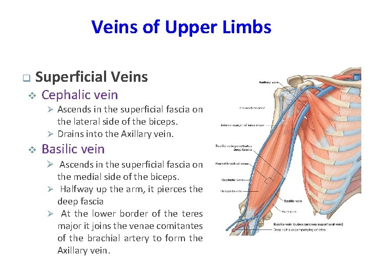 Veins of Upper Limbs q Superficial Veins v Cephalic vein Ø Ascends in the