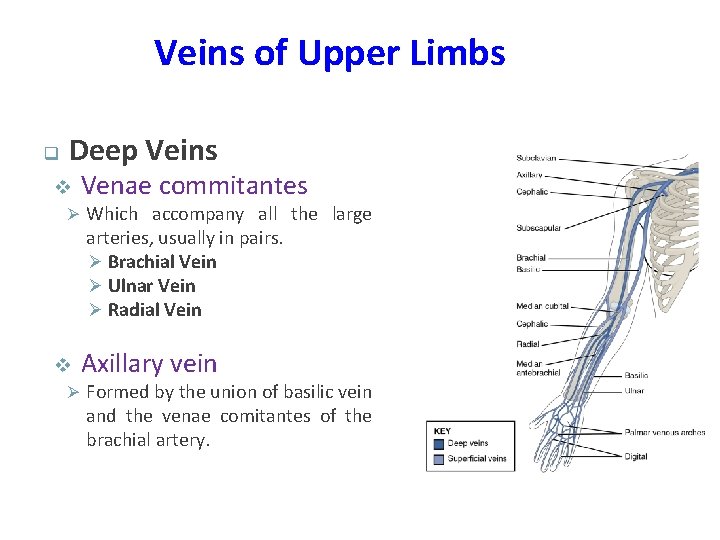 Veins of Upper Limbs q Deep Veins v Venae commitantes Ø Which accompany all