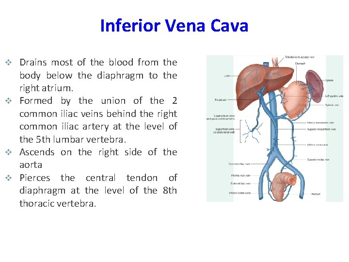 Inferior Vena Cava Drains most of the blood from the body below the diaphragm