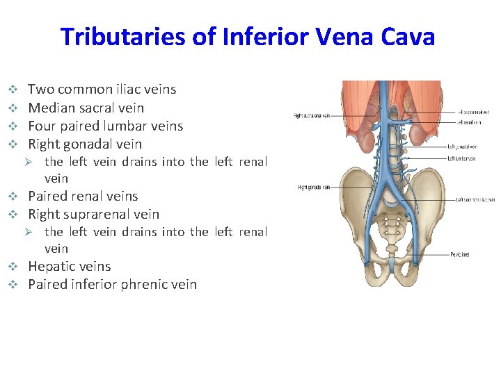 Tributaries of Inferior Vena Cava v v Two common iliac veins Median sacral vein