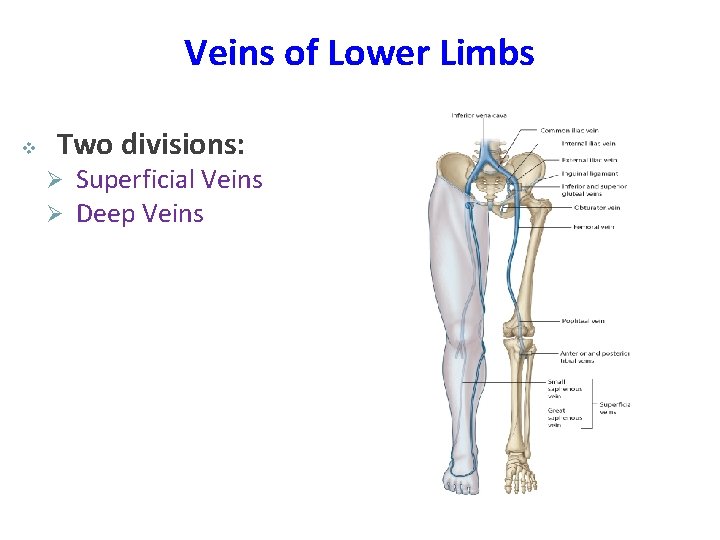Veins of Lower Limbs v Two divisions: Ø Ø Superficial Veins Deep Veins 
