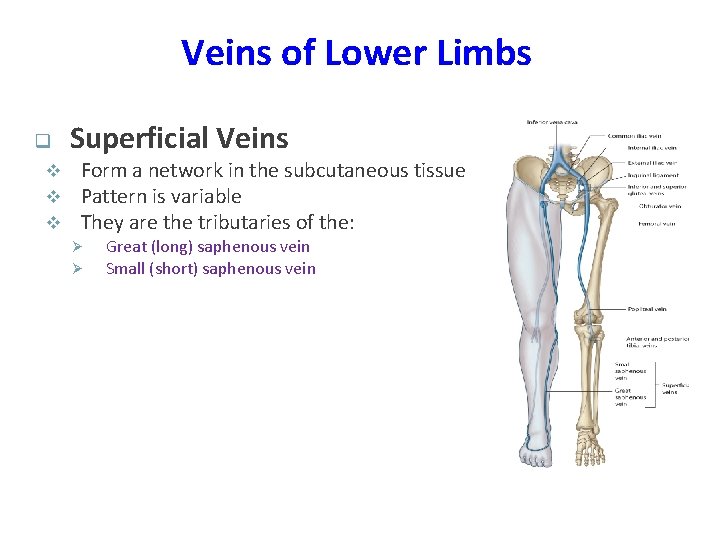 Veins of Lower Limbs q v v v Superficial Veins Form a network in