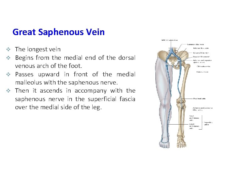 Great Saphenous Vein The longest vein Begins from the medial end of the dorsal