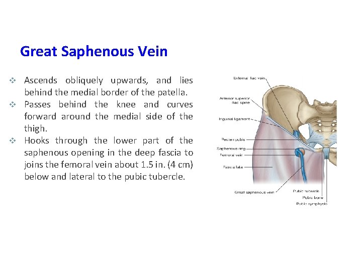 Great Saphenous Vein Ascends obliquely upwards, and lies behind the medial border of the