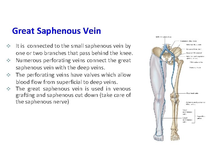 Great Saphenous Vein It is connected to the small saphenous vein by one or