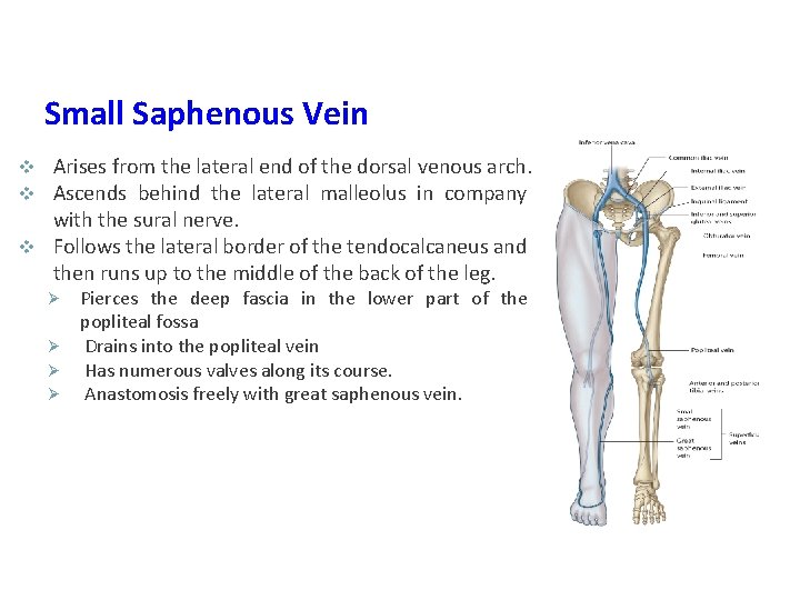 Small Saphenous Vein Arises from the lateral end of the dorsal venous arch. Ascends