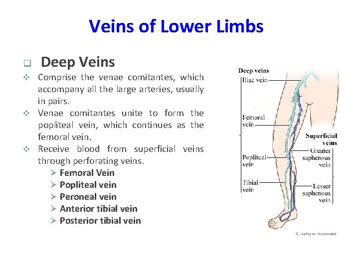 Veins of Lower Limbs q Deep Veins Comprise the venae comitantes, which accompany all