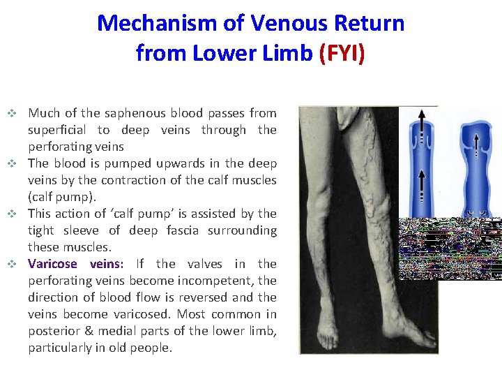 Mechanism of Venous Return from Lower Limb (FYI) Much of the saphenous blood passes