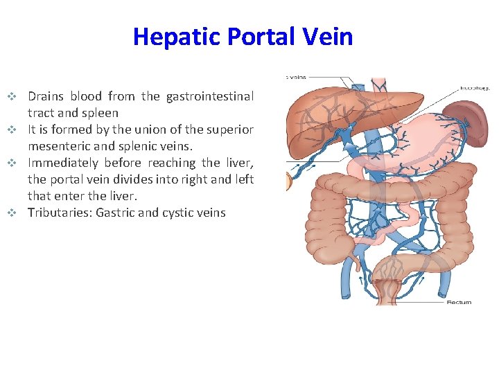 Hepatic Portal Vein Drains blood from the gastrointestinal tract and spleen v It is