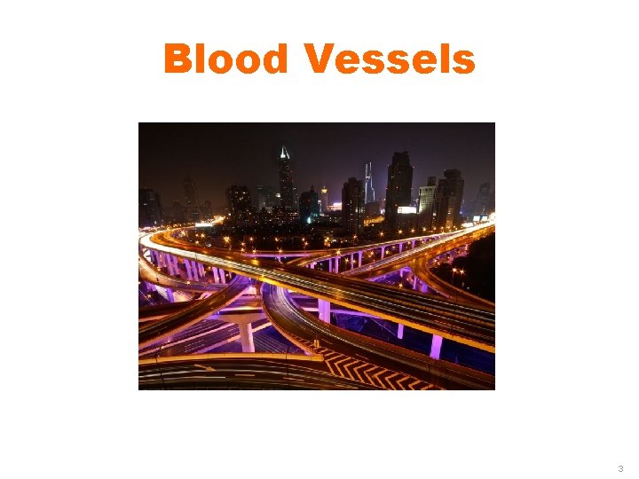 Blood Vessels 3 