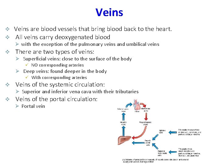 Veins v v Veins are blood vessels that bring blood back to the heart.