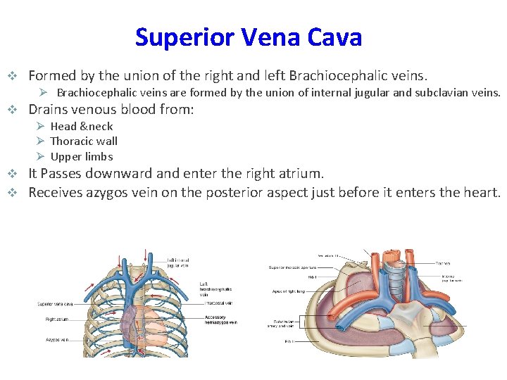 Superior Vena Cava v Formed by the union of the right and left Brachiocephalic