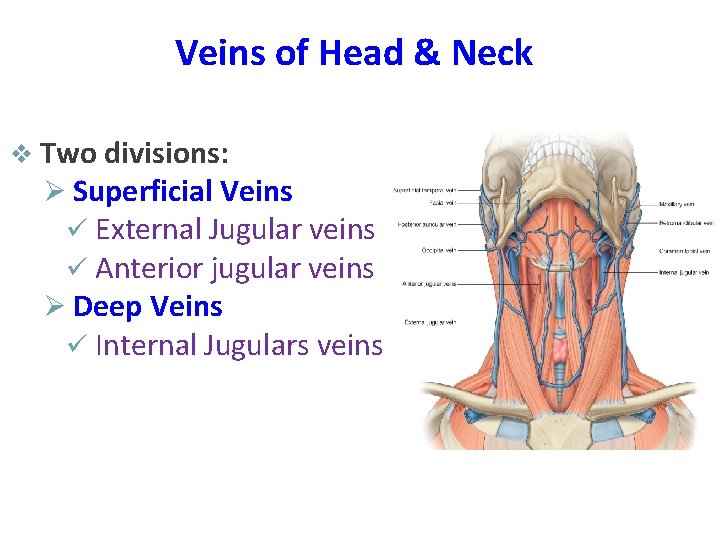 Veins of Head & Neck v Two divisions: Ø Superficial Veins ü External Jugular