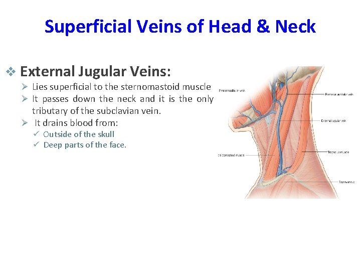 Superficial Veins of Head & Neck v External Jugular Veins: Ø Lies superficial to