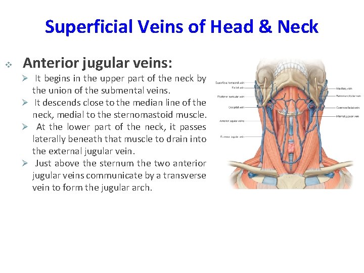 Superficial Veins of Head & Neck v Anterior jugular veins: Ø It begins in