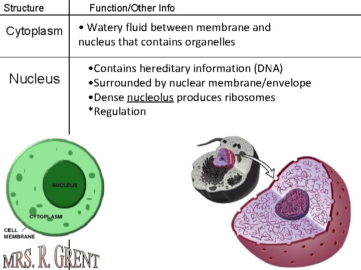 Structure Cytoplasm Nucleus Function/Other Info • Watery fluid between membrane and nucleus that contains