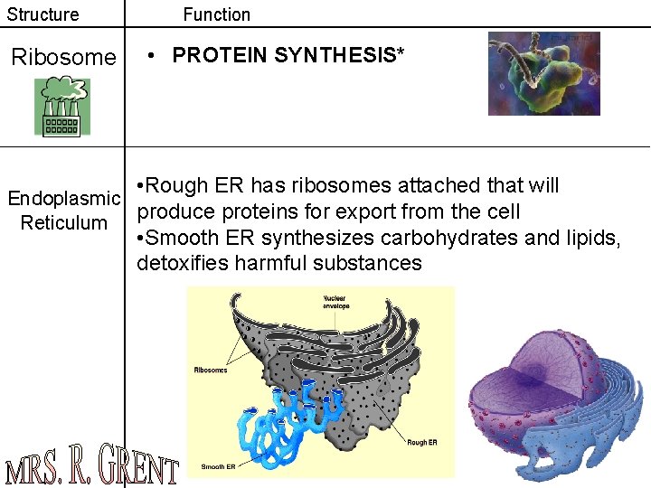 Structure Ribosome Function • PROTEIN SYNTHESIS* • Rough ER has ribosomes attached that will