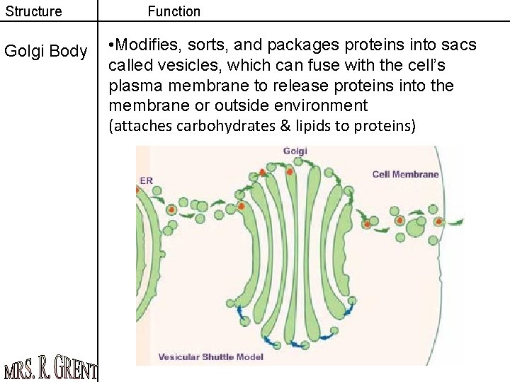 Structure Golgi Body Function • Modifies, sorts, and packages proteins into sacs called vesicles,