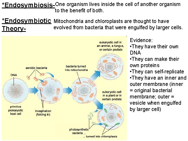 *Endosymbiosis- One organism lives inside the cell of another organism to the benefit of