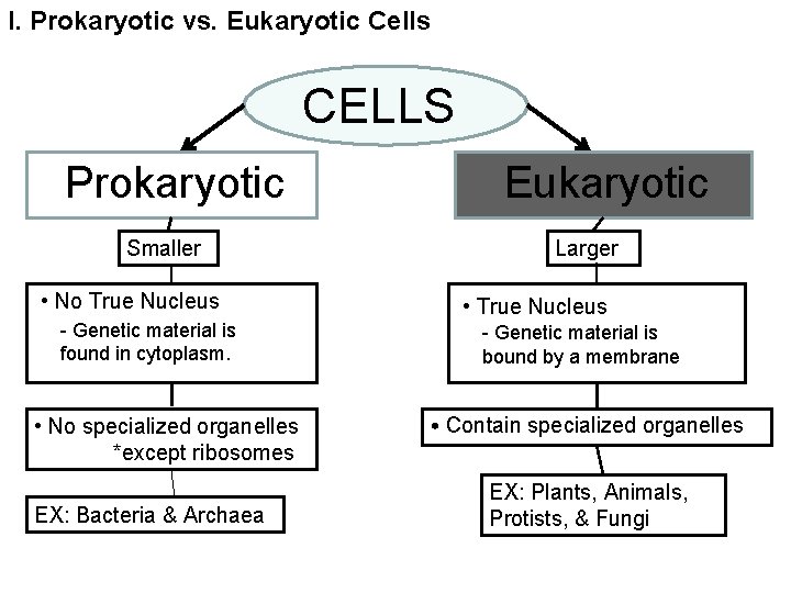 I. Prokaryotic vs. Eukaryotic Cells CELLS Prokaryotic Smaller • No True Nucleus - Genetic