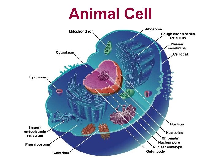 Animal Cell 