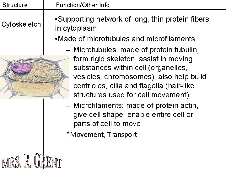 Structure Cytoskeleton Function/Other Info • Supporting network of long, thin protein fibers in cytoplasm