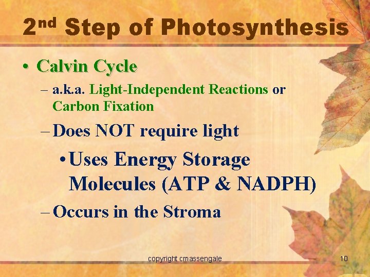 2 nd Step of Photosynthesis • Calvin Cycle – a. k. a. Light-Independent Reactions
