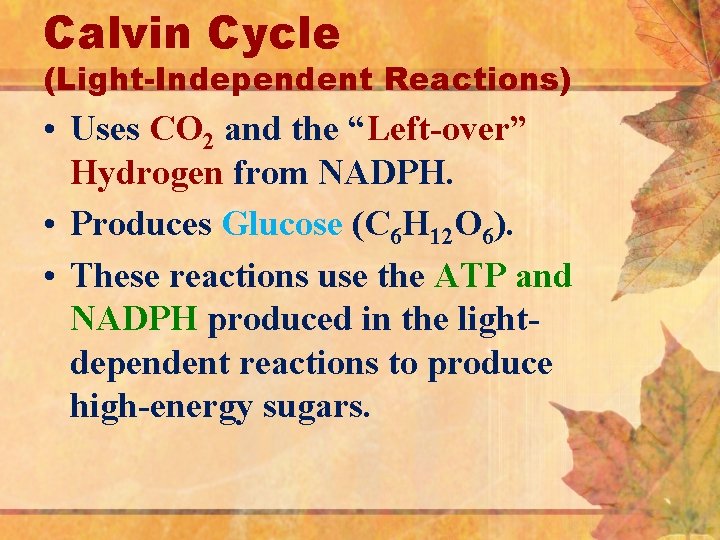 Calvin Cycle (Light-Independent Reactions) • Uses CO 2 and the “Left-over” Hydrogen from NADPH.