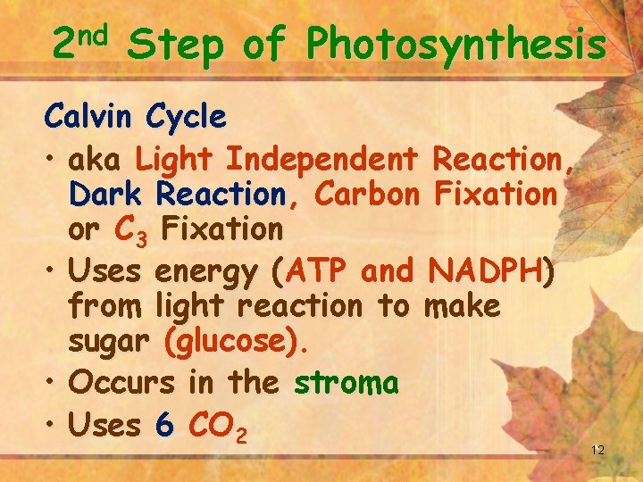 nd 2 Step of Photosynthesis Calvin Cycle • aka Light Independent Reaction, Dark Reaction,