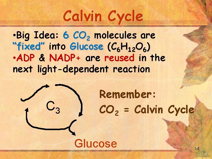 Calvin Cycle • Big Idea: 6 CO 2 molecules are “fixed” into Glucose (C