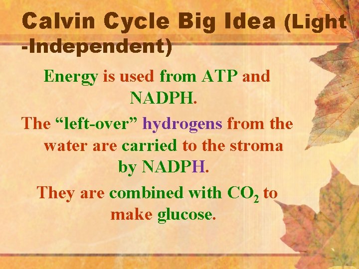 Calvin Cycle Big Idea (Light -Independent) Energy is used from ATP and NADPH. The
