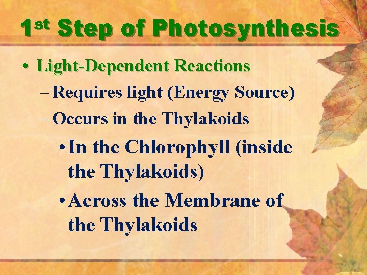1 st Step of Photosynthesis • Light-Dependent Reactions – Requires light (Energy Source) –