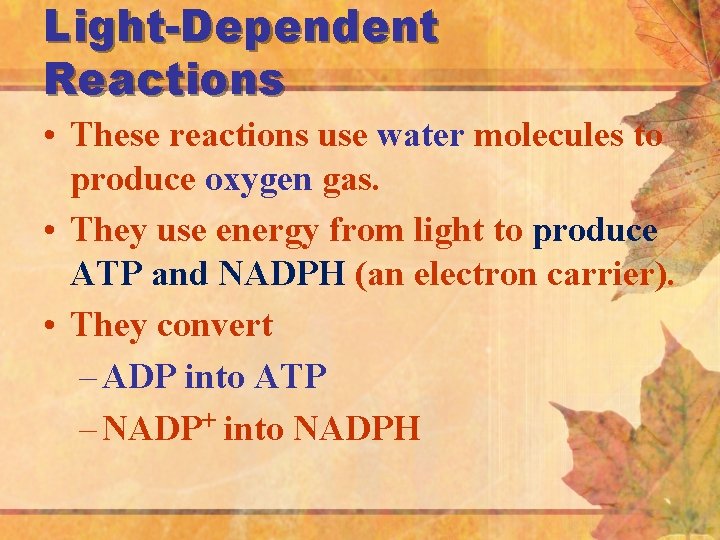 Light-Dependent Reactions • These reactions use water molecules to produce oxygen gas. • They