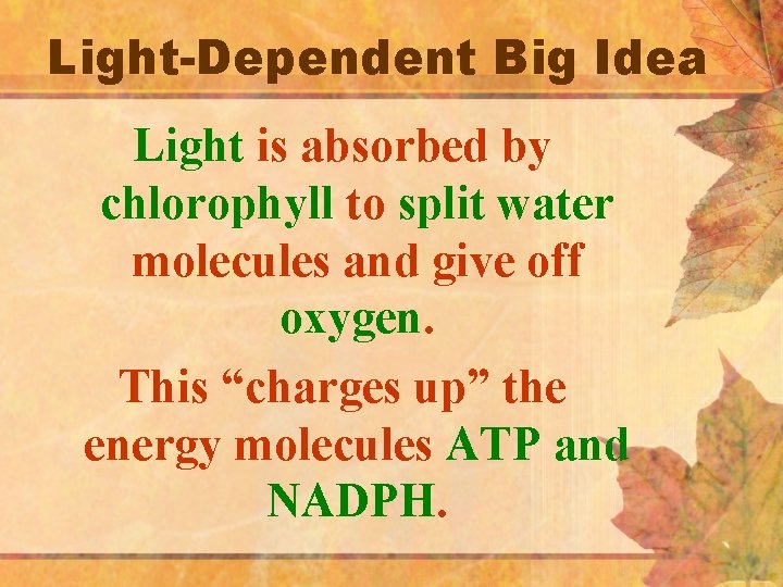 Light-Dependent Big Idea Light is absorbed by chlorophyll to split water molecules and give