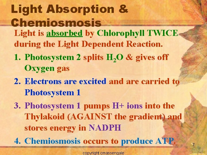 Light Absorption & Chemiosmosis Light is absorbed by Chlorophyll TWICE during the Light Dependent