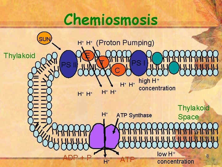 Chemiosmosis SUN H+ H + Thylakoid E PS II (Proton Pumping) T PS I